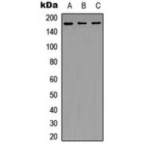 LifeSab™ NFAT5 Rabbit pAb (50 µl)