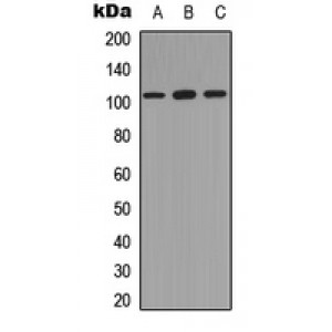 LifeSab™ NF-kappaB p105 (pS893) Rabbit pAb (50 µl)