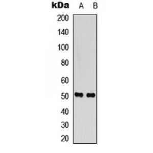 LifeSab™ SNAT2 Rabbit pAb (50 µl)