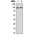 LifeSab™ Telomerase (pS824) Rabbit pAb (50 µl)