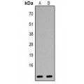 LifeSab™ CXCL1 Rabbit pAb (50 µl)