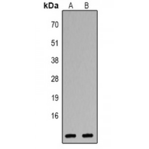 LifeSab™ CXCL1 Rabbit pAb (50 µl)