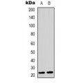 LifeSab™ MRPL41 Rabbit pAb (50 µl)