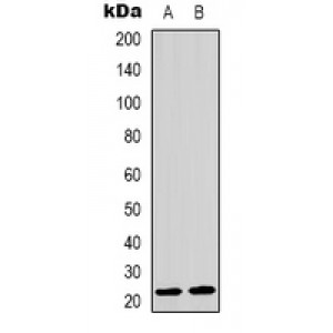 LifeSab™ MRPL41 Rabbit pAb (50 µl)