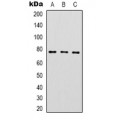 LifeSab™ Complement C1S Rabbit pAb (50 µl)