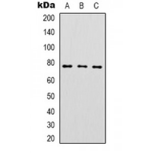 LifeSab™ Complement C1S Rabbit pAb (50 µl)