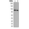 LifeSab™ LONP2 Rabbit pAb (50 µl)