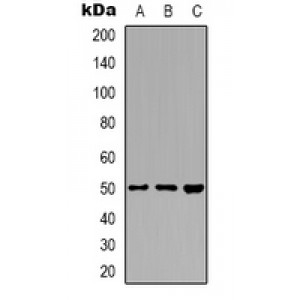 LifeSab™ ZFYVE19 Rabbit pAb (50 µl)