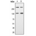 LifeSab™ Alpha Fodrin Rabbit pAb (50 µl)