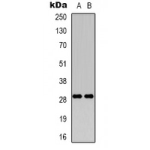 LifeSab™ RAB34 Rabbit pAb (50 µl)