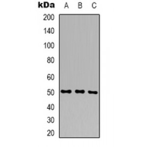 LifeSab™ ALT2 Rabbit pAb (50 µl)