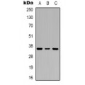 LifeSab™ PIG3 Rabbit pAb (50 µl)