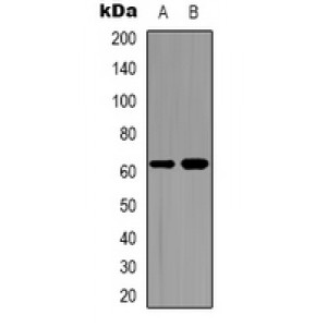 LifeSab™ CDC6 Rabbit pAb (50 µl)