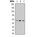 LifeSab™ Cytochrome P450 7B1 Rabbit pAb (50 µl)