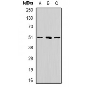 LifeSab™ RRP8 Rabbit pAb (50 µl)