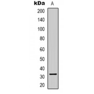 LifeSab™ CCNB1IP1 Rabbit pAb (50 µl)