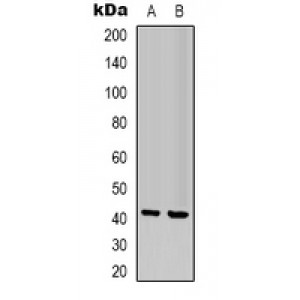 LifeSab™ NBPF5 Rabbit pAb (50 µl)