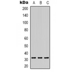 LifeSab™ PEX19 Rabbit pAb (50 µl)