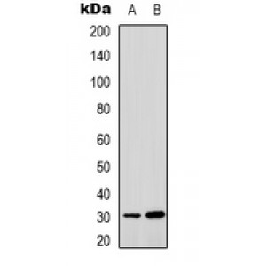 LifeSab™ MTIF3 Rabbit pAb (50 µl)