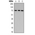 LifeSab™ ZP1 Rabbit pAb (50 µl)