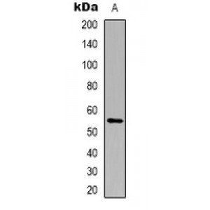 LifeSab™ Cytochrome P450 21A2 Rabbit pAb (50 µl)