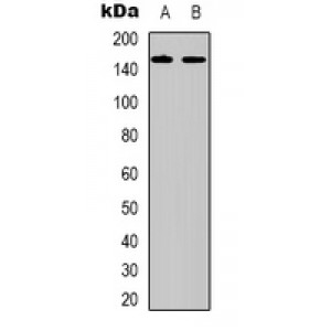 LifeSab™ LAMC2 Rabbit pAb (50 µl)