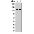 LifeSab™ NLRP3 Rabbit pAb (50 µl)