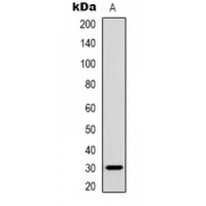 LifeSab™ Inhibin beta C Rabbit pAb (50 µl)