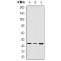 LifeSab™ VPS4B Rabbit pAb (50 µl)