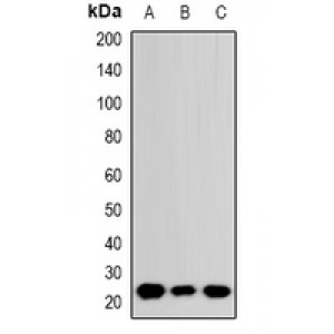 LifeSab™ RhoGDI alpha Rabbit pAb (50 µl)