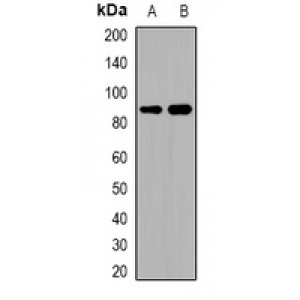 LifeSab™ ADAM32 Rabbit pAb (50 µl)