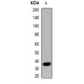 LifeSab™ Manic Fringe Rabbit pAb (50 µl)