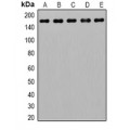 LifeSab™ SCP2 Rabbit pAb (50 µl)