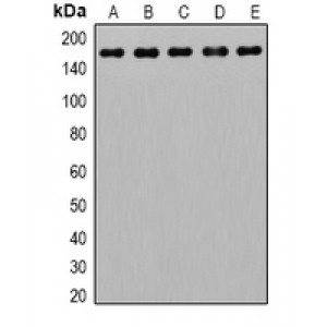 LifeSab™ SCP2 Rabbit pAb (50 µl)