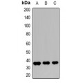 LifeSab™ Caspase 1 Rabbit pAb (50 µl)