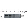 LifeSab™ BID p11 Rabbit pAb (50 µl)