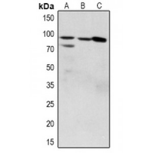 LifeSab™ ZAK (pS165) Rabbit pAb (50 µl)