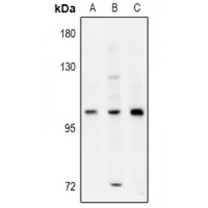 LifeSab™ ELP2 Rabbit pAb (50 µl)