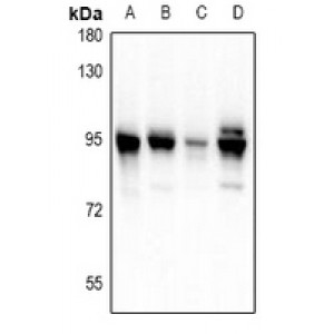 LifeSab™ PDXDC1 Rabbit pAb (50 µl)