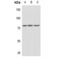 LifeSab™ PLK2 Rabbit pAb (50 µl)