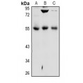 LifeSab™ DPP7 Rabbit pAb (50 µl)