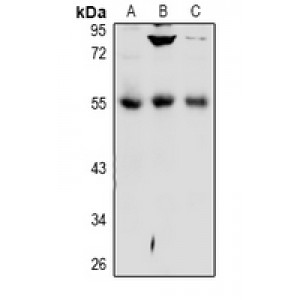 LifeSab™ DPP7 Rabbit pAb (50 µl)