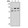 LifeSab™ Prolyl Endopeptidase Rabbit pAb (50 µl)