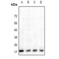 LifeSab™ Cathepsin H Rabbit pAb (50 µl)