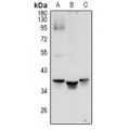 LifeSab™ MRGX1 Rabbit pAb (50 µl)