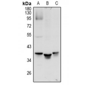 LifeSab™ MRGX1 Rabbit pAb (50 µl)