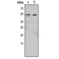 LifeSab™ Caspase 9 (pY153) Rabbit pAb (50 µl)