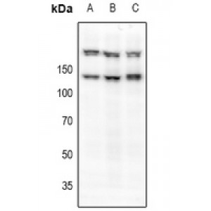 LifeSab™ c-Met (pS985) Rabbit pAb (50 µl)