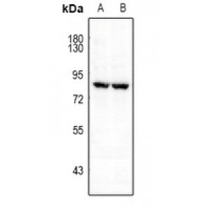 LifeSab™ FRS2 (pY196) Rabbit pAb (50 µl)