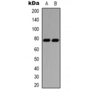 LifeSab™ PKC delta Rabbit pAb (50 µl)